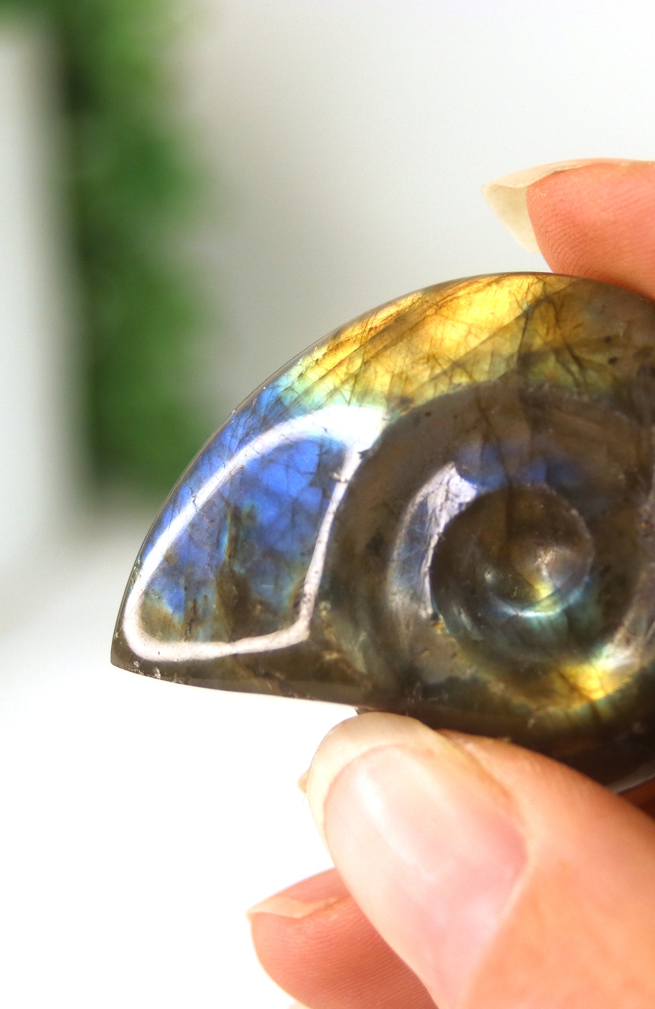 Labradorite Shell